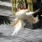 Police seized 97 live roosters and six dead ones