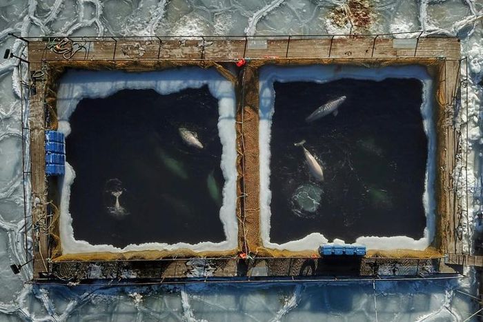 Captured marine mammals seen from above in enclosures at a holding facility in Srednyaya Bay in the Far Eastern town of Nakhodka