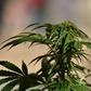 While Cannabis is the most widely used drug in Nigeria, the report also reported the widespread abuse of prescription drugs such as tramadol and cough syrups