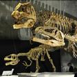 Dinosaur skeletons on display at Tokyo's Science Museum