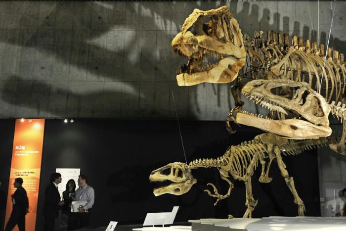 Dinosaur skeletons on display at Tokyo's Science Museum