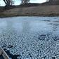 Just weeks after up to a million fish were killed, another mass death occurred in the Murray-Darling river system