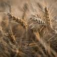 A new report said there is "mounting evidence that the biodiversity that underpins our food systems, at all levels, is declining" globally