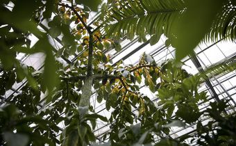 As Climate Warms, Plants Will Absorb Less CO2, Study Finds