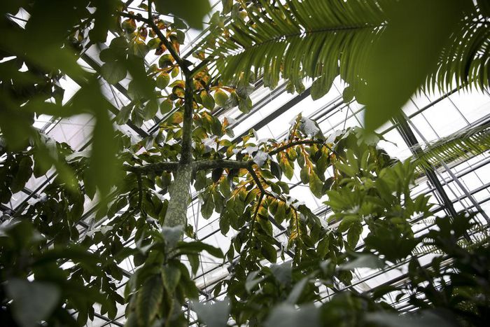 As Climate Warms, Plants Will Absorb Less CO2, Study Finds