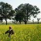 A new government scheme will give 120 million 'small and marginal' farmers direct annual handouts of around 6,000 rupees