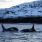 The clear and calm waters of Reisafjorden, in Norway's Far North, have in recent years become the winter playground of the Scandinavian country's killer whale population