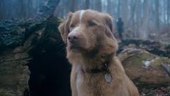 ‘Good Boy’ Star, Indy the Dog Pens Letter Urging Oscars to Recognise Animal Actors
