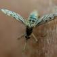 In 2017, the number of malaria cases climbed to 219 million, a sign that long-standing progress is being reversed