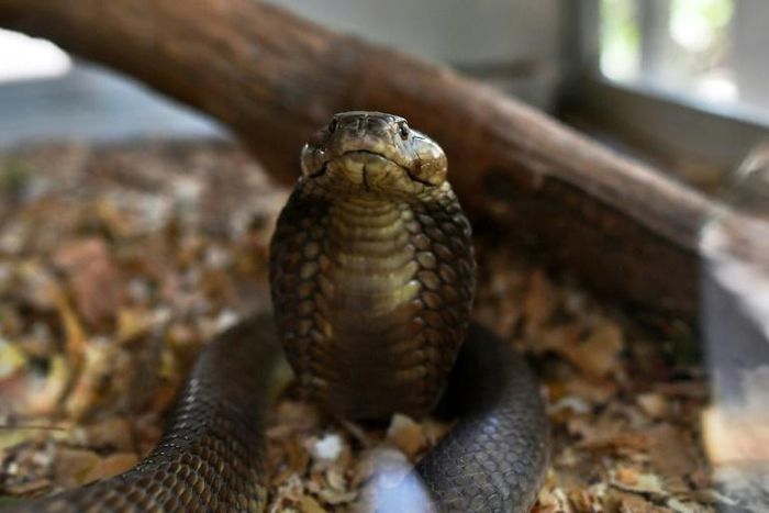 Every year, snakes bite about 5.4 million people worldwide but the figure is likely a vast underestimation, given underreporting and patchy recordkeeping, officials say