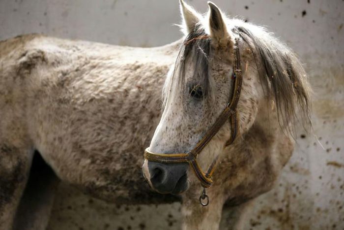 Arabian mare Karen is one of dozens of Arabian horses from all over Syria recovering from the impact of conflict