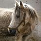 Arabian mare Karen is one of dozens of Arabian horses from all over Syria recovering from the impact of conflict