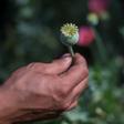 Heroin, a highly-addictive drug, is derived from the poppy plant