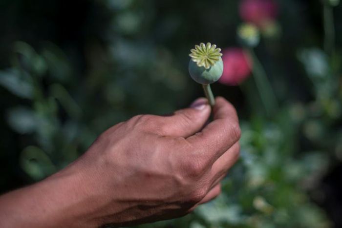 Heroin, a highly-addictive drug, is derived from the poppy plant