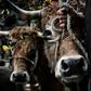The case came to the EU court of justice after a French association promoting animal welfare in abattoirs, called for a ban on the labelling of such meat as organic