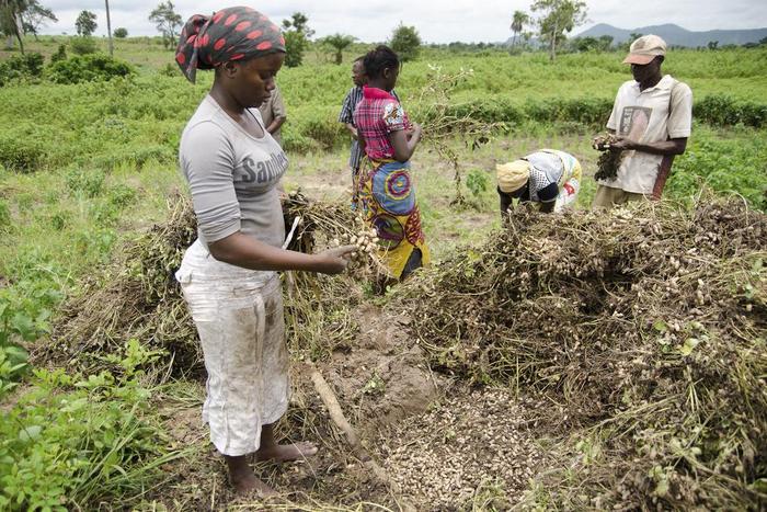 10,000 farmers in Kaduna are set to benefit form a World Bank as a result of partnership between the state and the institution [blogs]