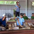 Vietnamese customs officials inspect a huge haul of suspected ivory seized from a timber shipment from the Republic of Congo