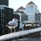 Turning into a financial hub would be a welcome Brexit dividend for the Irish capital