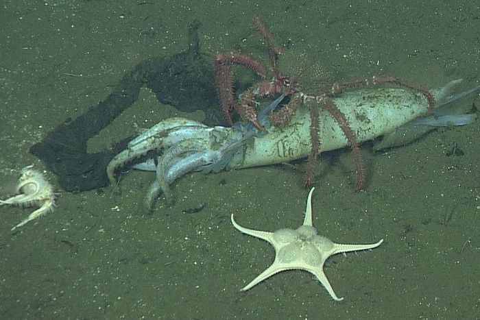 Squid share a colorful trick with peacocks