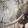 Poaching is devastating African elephants -- numbers have fallen by 110,000 over the past decade to 415,000, say conservationists