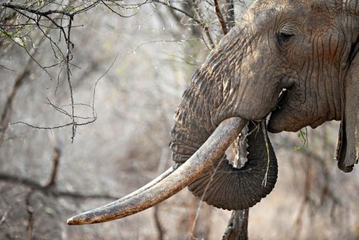 Poaching is devastating African elephants -- numbers have fallen by 110,000 over the past decade to 415,000, say conservationists