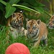 Two female cubs and their brother explored the outside environment for the first time at Sydney's Taronga Zoo