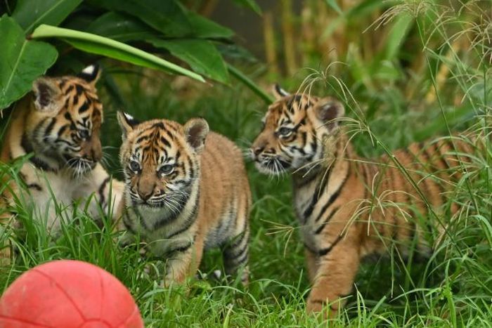 Two female cubs and their brother explored the outside environment for the first time at Sydney's Taronga Zoo
