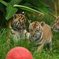 Two female cubs and their brother explored the outside environment for the first time at Sydney's Taronga Zoo