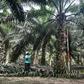 Both Malaysia and Indonesia have been at loggerheads with EU lawmakers over the crop's cultivation, which has caused rampant deforestation and destruction of wildlife