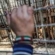 Palestinian children look through the bars of a cage at a lion at the Rafah Zoo in the southern Gaza Strip on February 12, 2019