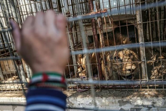 Palestinian children look through the bars of a cage at a lion at the Rafah Zoo in the southern Gaza Strip on February 12, 2019