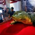 Eternal shell: An embalmed sacred giant turtle on display at Hoan Kiem lake in Hanoi