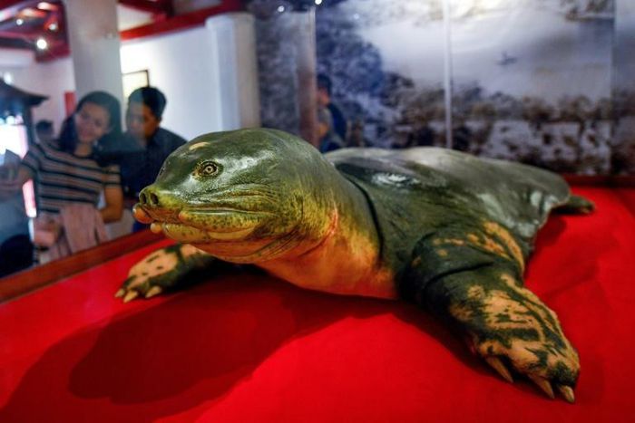 Eternal shell: An embalmed sacred giant turtle on display at Hoan Kiem lake in Hanoi