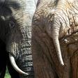 South African rangers last week recovered the skull of a man in the vast Kruger National Park