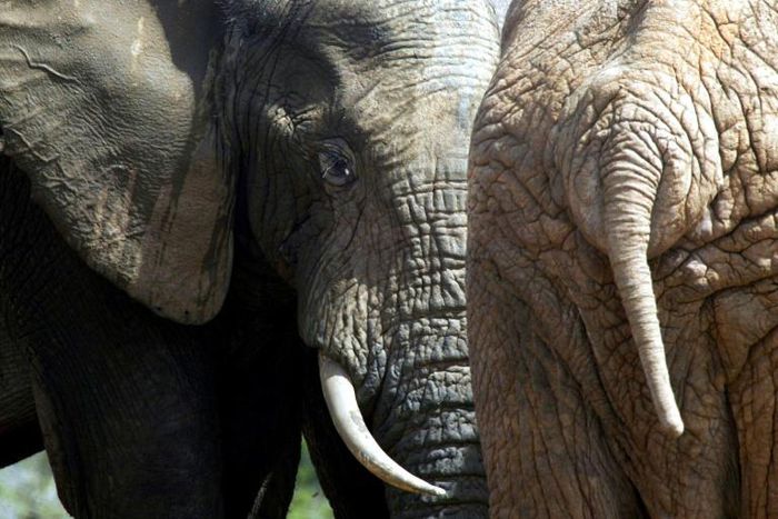 South African rangers last week recovered the skull of a man in the vast Kruger National Park
