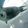 Researchers say the apparent doubling down by ringed seals on their traditional hunting grounds despite the shifting Arctic climate "reflects limited adaptability and resilience"