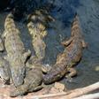 That may be a hungry caiman -- or caimans -- at your front door if you live in Rio de Janeiro's Rola favela