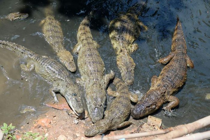 That may be a hungry caiman -- or caimans -- at your front door if you live in Rio de Janeiro's Rola favela