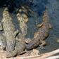 That may be a hungry caiman -- or caimans -- at your front door if you live in Rio de Janeiro's Rola favela