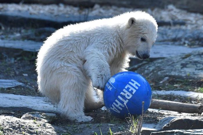 Hertha was born on December 1 in the city's Tierpark zoo and is the heir to late lamented superstar Knut