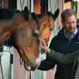 Prince Harry and his wife Meghan petted the horses which are providing a source of therapy for young people with disabilities