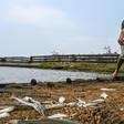 Juan Maurice finds only slim pickings in his fishing net cast in the dirty, oil-slicked waters of Lake Maracaibo