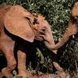 Playmates: Orphaned elephants at the David Sheldrick Wildlife Trust in Nairobi. The nursery has saved and rehabilitated more than 230 baby elephants in 42 years