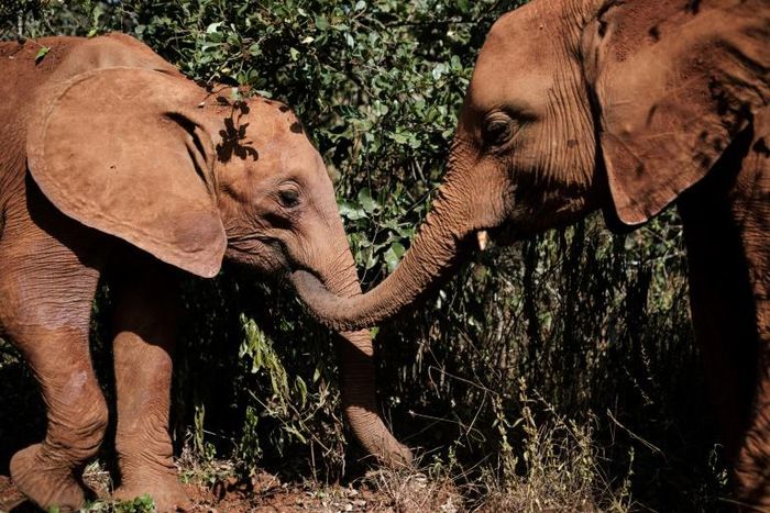 Playmates: Orphaned elephants at the David Sheldrick Wildlife Trust in Nairobi. The nursery has saved and rehabilitated more than 230 baby elephants in 42 years