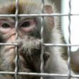 The researchers said the rhesus monkey, though genetically closer to humans than rodents, is still distant enough to alleviate ethical concerns