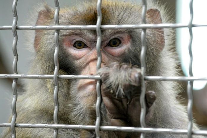 The researchers said the rhesus monkey, though genetically closer to humans than rodents, is still distant enough to alleviate ethical concerns