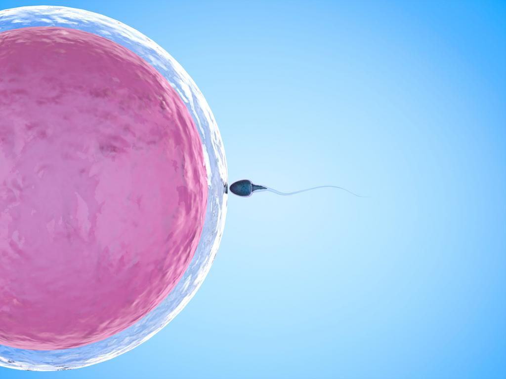 sperm with ovum