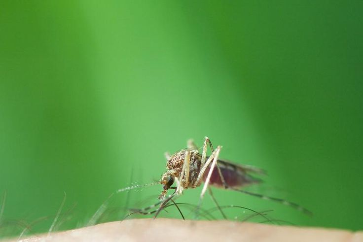 12 Genius Ways To Relieve Bug Bites