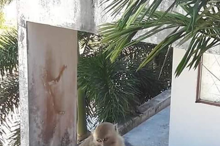monkeys storm school in search of food
