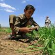 Around two-thirds of those facing severe food shortages live in war-torn countries like Yemen
